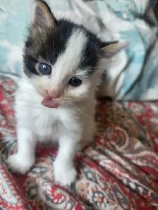 Beautiful Twin Ragdoll Kittens - Photo 9