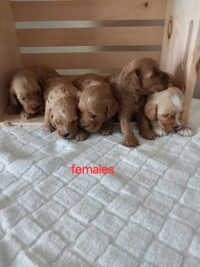 Adorable Cockapoos