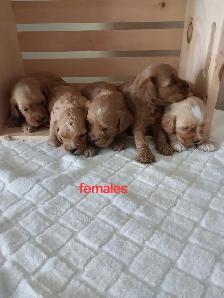 Adorable Cockapoos