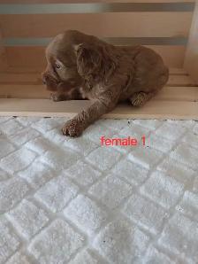 Adorable Cockapoos - Photo 2