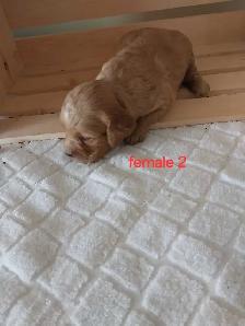 Adorable Cockapoos - Photo 3