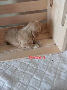 Adorable Cockapoos - Photo 5