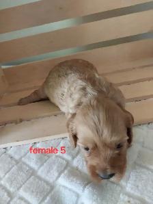 Adorable Cockapoos - Photo 6