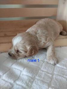 Adorable Cockapoos - Photo 8