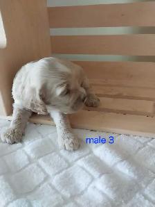 Adorable Cockapoos - Photo 10