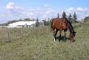 Horse farm just south of Calgary looking for full-time help - Photo 2
