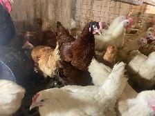 Young Laying Hens for Sale - Photo 3