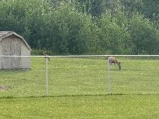 acreage Home For Rent Gull Lake Longterm