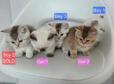 British Shorthair Kittens – Ready for Their Forever Homes! - Photo 2