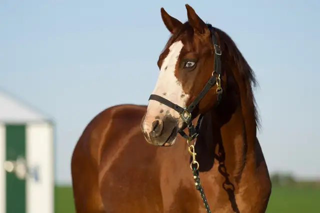 Quarter Horse Gelding