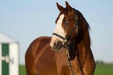 Quarter Horse Gelding