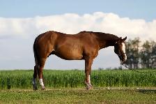 Quarter Horse Gelding - Photo 2