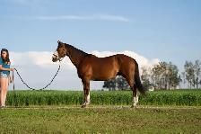 Quarter Horse Gelding - Photo 3