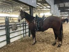Quarter Horse Gelding - Photo 4