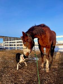 Quarter Horse Gelding - Photo 5