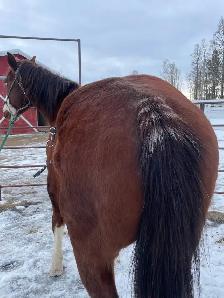 Quarter Horse Gelding - Photo 6