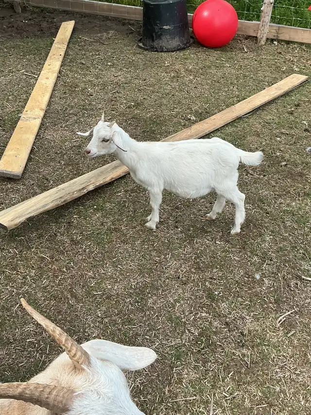 Goats and sheep for sale all females