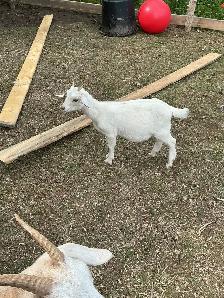 Goats and sheep for sale all females