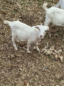 Goats and sheep for sale all females - Photo 4