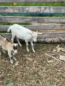 Goats and sheep for sale all females - Photo 5