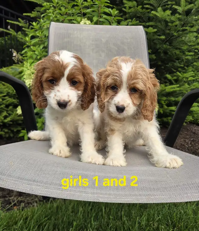 Beautiful Cavapoo Puppies