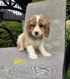 Beautiful Cavapoo Puppies - Photo 2