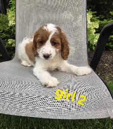 Beautiful Cavapoo Puppies - Photo 3