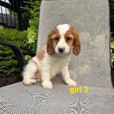 Beautiful Cavapoo Puppies - Photo 4