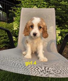 Beautiful Cavapoo Puppies - Photo 5