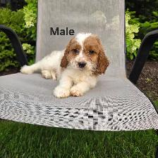 Beautiful Cavapoo Puppies - Photo 6