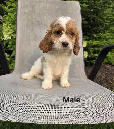 Beautiful Cavapoo Puppies - Photo 7