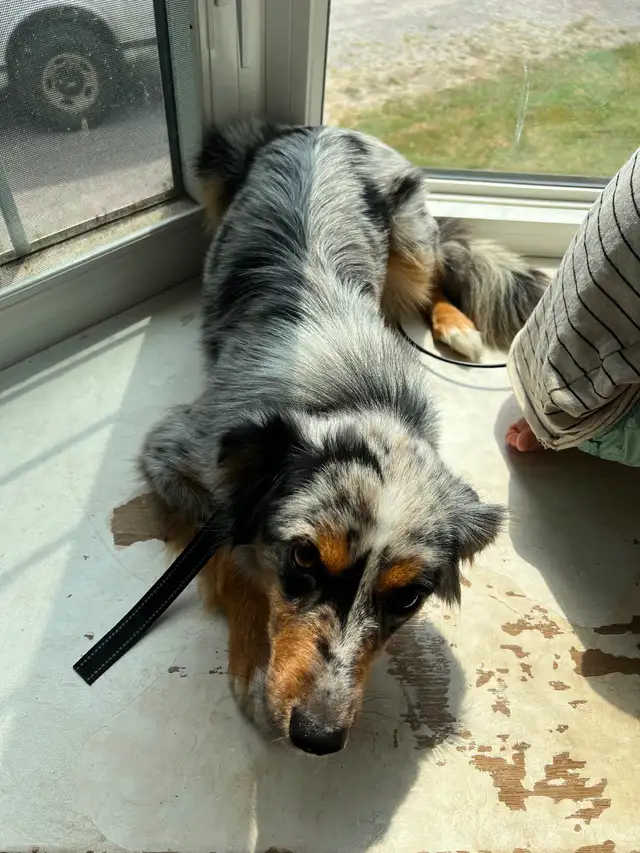 Mini Australian Sheperd