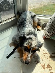 Mini Australian Sheperd