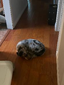 Mini Australian Sheperd - Photo 2