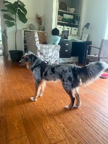 Mini Australian Sheperd - Photo 3