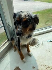 Mini Australian Sheperd - Photo 5