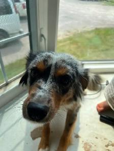 Mini Australian Sheperd - Photo 6