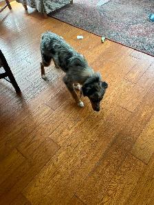 Mini Australian Sheperd - Photo 7