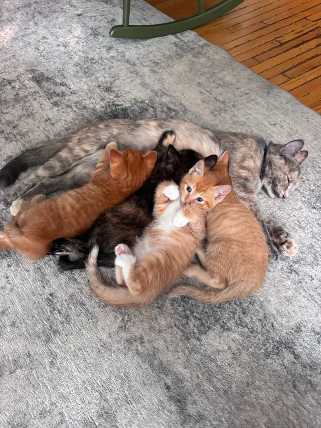 Darling kittens for sale!