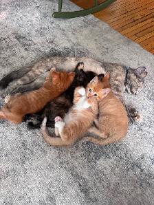 Darling kittens for sale!