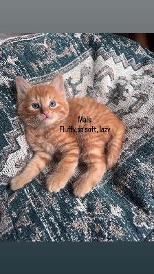 Darling kittens for sale! - Photo 2