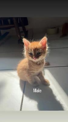 Darling kittens for sale! - Photo 3