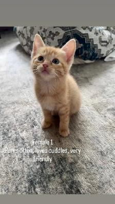 Darling kittens for sale! - Photo 4