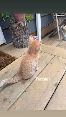 Darling kittens for sale! - Photo 5