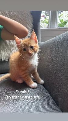 Darling kittens for sale! - Photo 6