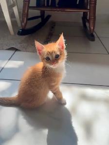 Darling kittens for sale! - Photo 7