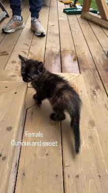 Darling kittens for sale! - Photo 8