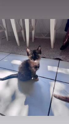 Darling kittens for sale! - Photo 9