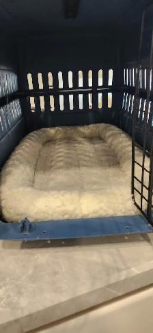 Sturdy 24.5' Pet Crate - Medium Size Dogs - $60 - 780-455-4858 - Photo 5