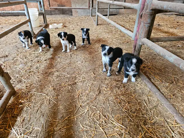 Border collie
